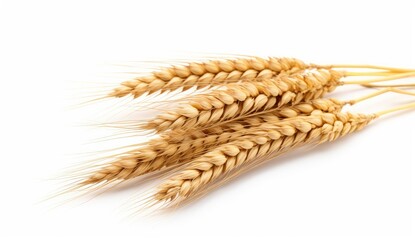 Three wheat spikelets isolated on white background. Top view wheats. created with Generative Al technology.