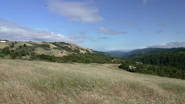 Ravens Flying in the Santa Cruz Mountains