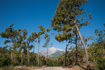 Fototapeta na wymiar Pine trees against the backdrop of Mount Olympos. Tahtali. Kemer. Turkiye.