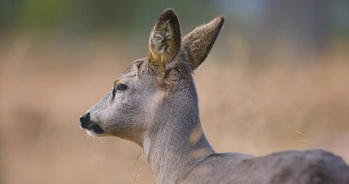 Close-up of one roe deer eating in the forest at fall