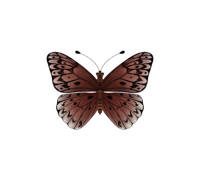 beautiful butterfly painting butterfly, drawing, wall art, painting , transparent background PNG, moth, Hand-drawn contour lines and strokes