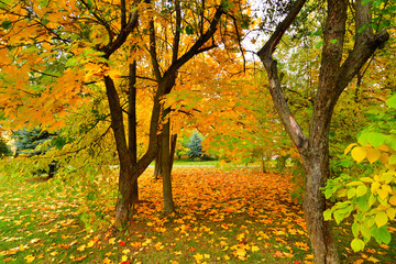 Fragment of a beautiful autumn park in Russia