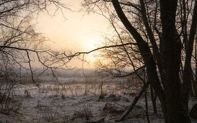 Sunset behind the trees during winter time