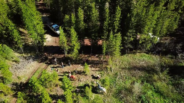 Aerial Shot Of Lumberjacks With Horses Amidst Trees In Forest - Billings, Montana