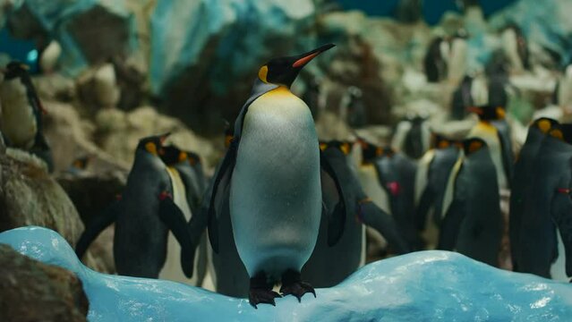 king royal penguin family at loro park zoo, Tenerife, Canary island