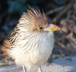 Pirincho, guira guira