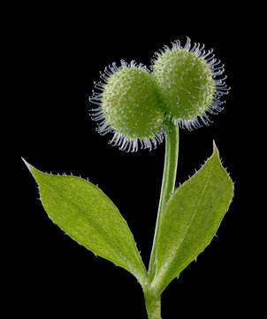 Macro view of leaves and fruits of catchweed bedstraw (Galium aparine), also known as cleavers, grip grass, sticky willy. Hooks on fruit cling to fur and clothing and enhance dispersal of seeds.
