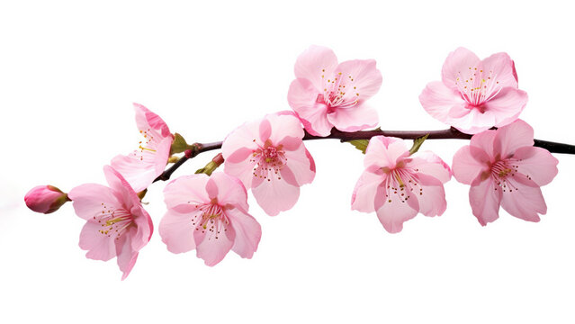 cherry blossom branch isolated on white background with clipping path. High quality photo