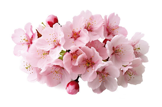cherry blossom flower isolated on white background with clipping path. High quality photo