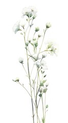 Naklejka na ściany i meble Pure White Gypsophila Bundle in Contemporary Style Isolated on White Background. Generative AI