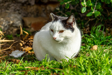 Naklejka na ściany i meble White cat in the grass