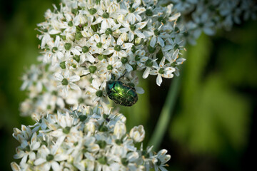 A green insect sitting on a flower