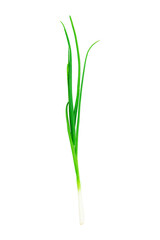 Obraz premium green young onion isolated from background