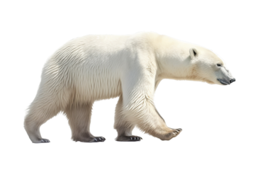  a majestic Polar bear in motion full body image,  Wildlife-themed, photorealistic illustrations in a PNG, cutout, and isolated. Generative AI