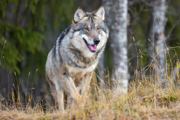 Close-up of large male grey wolf walking on a hill in the forest