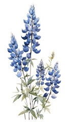 Obraz na płótnie Canvas Deep Blue Lupine Cluster in Contemporary Watercolor Style Isolated on White Background. Generative AI