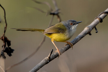 Yellow-bellied prinia bird form sastchori national park, sylet, Bangladesh