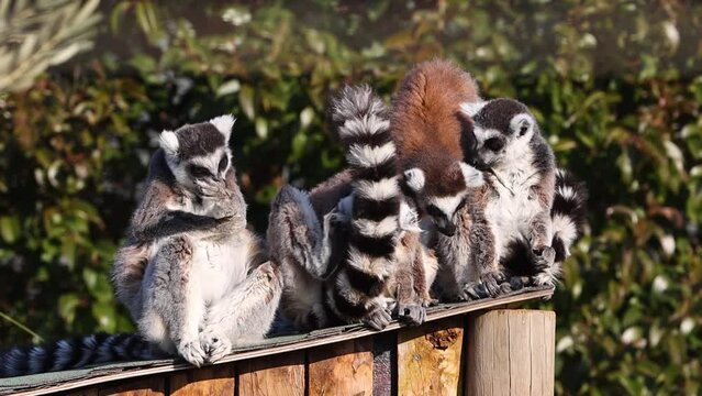 The ring-tailed lemur, Lemur catta is a large strepsirrhine primate and the most recognized lemur due to its long, black and white ringed tail.Like all lemurs it is endemic to the island of Madagascar