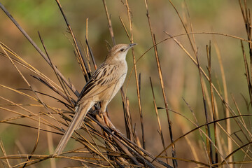 Birds of bangladesh, birds from chitagong district bangladesh