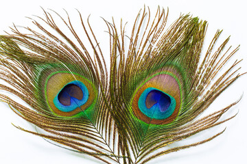Macro peacock feather isolated white background,peacock feather isolated on a white background