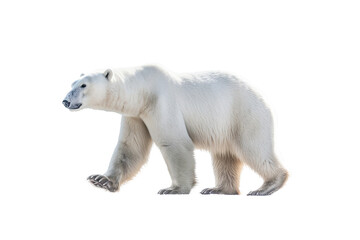 Obraz na płótnie Canvas a majestic Polar bear in motion, side view, running, trotting, Wildlife-themed, photorealistic illustrations in a PNG, cutout, and isolated. Generative AI