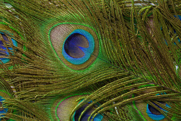macro peacock feathers,Background with peacock feather macro texture, multicolored