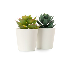 Artificial succulents on white background