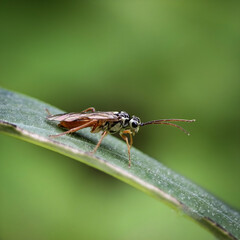 fly on leaf