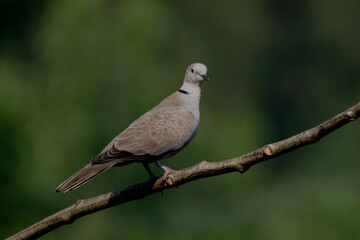 Birds of bangladesh, birds from chitagong district bangladesh