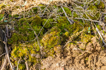 Obraz premium Moss on the ground under the cherry tree in the orchard. Moss on the ground under the cherry tree in the orchard. Sunny moss in the shade of the cherry tree.