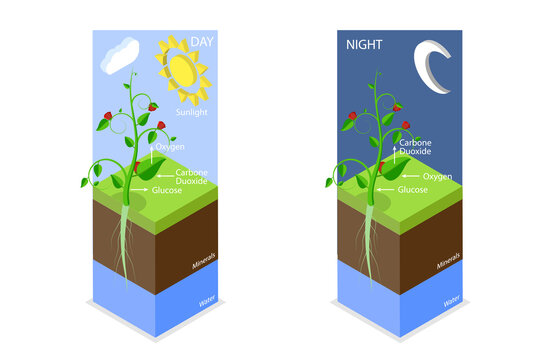 3D Isometric Flat  Conceptual Illustration of Photosynthesis