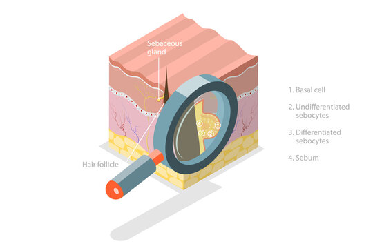 3D Isometric Flat  Conceptual Illustration of Sebaceous Gland
