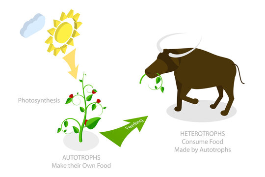 Heterotroph 이미지 찾아보기 1,511 스톡 사진, 벡터 및 비디오 Adobe Stock