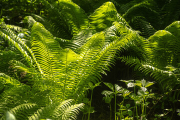 Large fern leaves with a shadow pattern. Full frame.