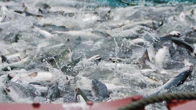 A slow motion shot of pink salmon splashing in a fishing net