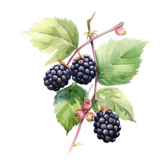 Fototapeta premium watercolor Blackberries and bramble, in illustrated-themed, photorealistic illustrations in a PNG, cutout, and isolated. Generative AI