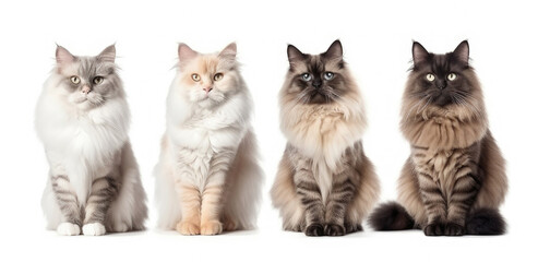 Fototapeta premium Four fluffy cats on a white background. Generative AI