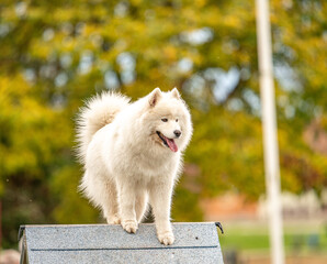a cute samoyed does agility