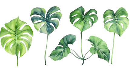 set of philodendron leaves in watercolor design isolated against transparent background
