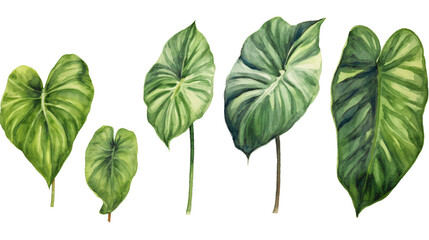 set of philodendron leaves in watercolor design isolated against transparent background - obrazy, fototapety, plakaty