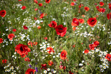 Fototapeta premium Flower field with poppies and daisies in summer june. Blossom