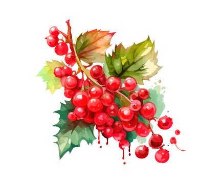 Hand drawn watercolor painting red currants. Vector illustration desing.