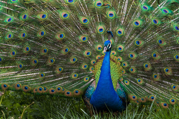 Obraz premium Beautiful colorful peacock bird. The peacock has an outstretched tail. There are colored eyes on the tail.