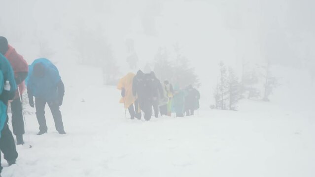 A group of tourists with backpacks and raincoats climb a mountain in the snow with the help of ski poles, make their way through strong wind, blowing snow and blizzard, yuman, poor visibility in the