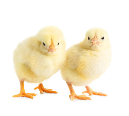 Cute little chicks on white background