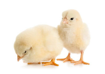 Cute little chicks on white background