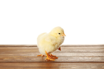 Cute little chicks on wooden table against white background