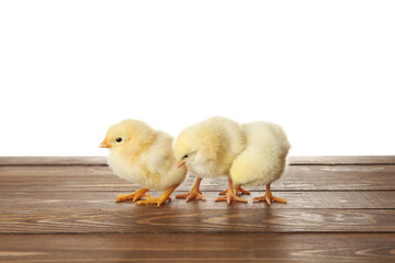 Cute little chicks on wooden table against white background