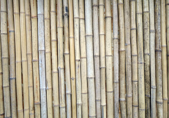 Bamboo as background or texture.