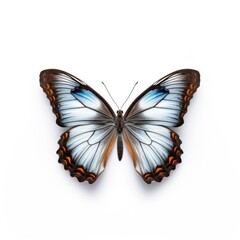 Plakat Tropical butterfly isolated. Illustration AI Generative.